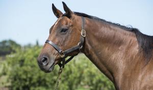 Donante: Americanina