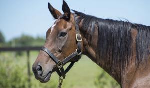 Donante: Bless My Way