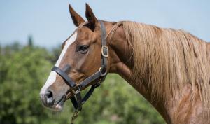 Donante: Ellerstina Portuaria Clon (T/E)