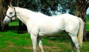 Padrillo: Gete Galgo (T/E)