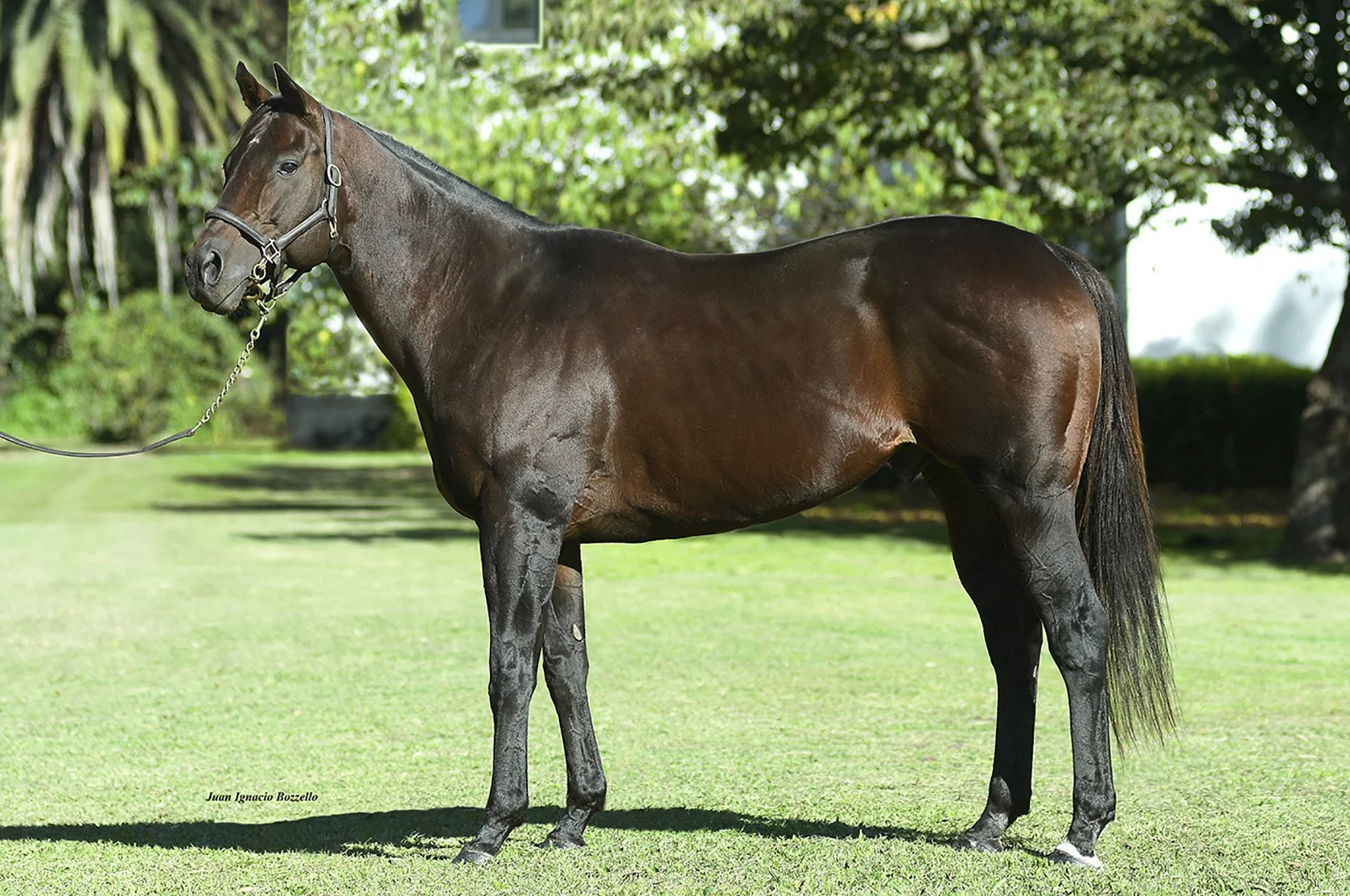 Foto: Ignacio Bozzello